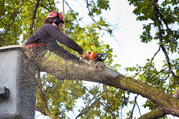 Best Palm Tree Trimming  in Narberth, PA