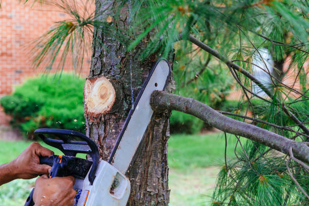 Best Tree Trimming and Pruning  in Narberth, PA